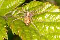 Philodromus_aureolus_D6074_Z_90_Les Gris_Frankrijk